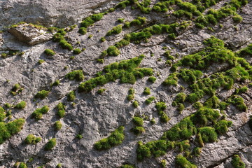 Bemooste Felswand