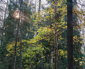 Sunset in the autumn forest. Autumnal natural b