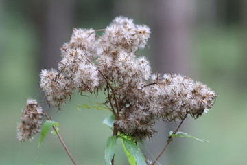 Nahaufnahme Samenstand Gras im Wald