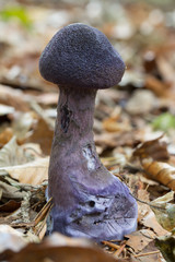 Nahaufnahme außergewöhnlicher, lila, strammer Pilz im Wald auf Blätterboden