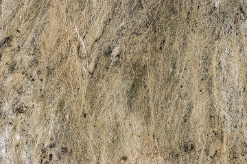 photo dry algae texture / dried algae nature has created a pattern