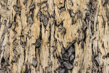 photo dry algae texture / dried algae nature has created a patte