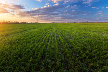 green sprouts of young wheat / agriculture rural landscape