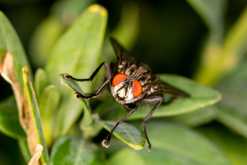 House fly on a leaf - close-up view