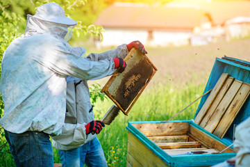 Two beekeepers work on an apiary. Summer