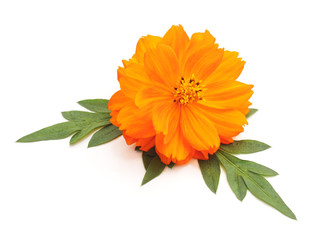 Beautiful orange flower.