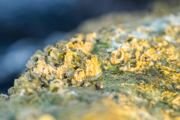 Sea shells stuck on a rock 