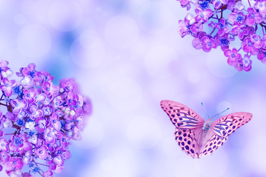 violet alyssum flowers and butterfly on a blured background