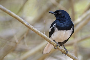 Oriental Magpie-robin - Copsychus saularis, beautiful black nad white perching bird from Asian woodlands.
