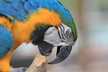 Blue and yellow macaw pecking wood - Florida © jerzy