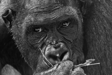 gorilla © Vladimir Bishevsky