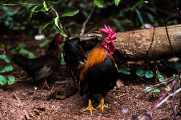 Galizé - Ana Pasdiora