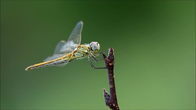 Sympetrum fonscolombii femmina 