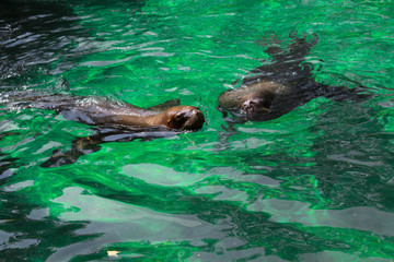 Sea Lion Couple in Water