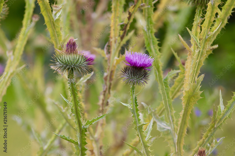 Wall mural thistle flower