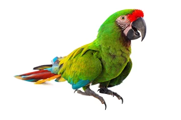 Cercles muraux Perroquet Macaw Parrot bird isolated on white background