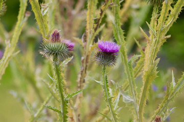 thistle flower