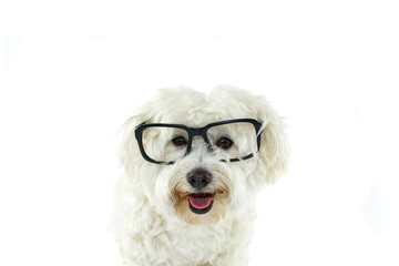 HAPPY MALTESE BICHON WEARING BLACK GLASSES STICKING OUT TONGUE. ISOLATED ON WHITE BACKGROUND