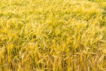 field with barley