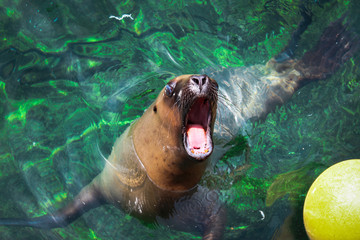 Roaring Sea Lion in Water with yellow Ball