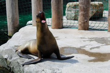 Seal roaring, trying to attract females