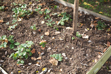 strawberries in the garden with a fork