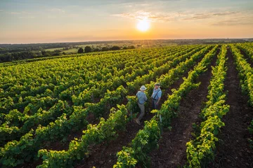 Foto op Plexiglas Bovenaanzicht. Twee Franse wijnboeren in hun wijnstokken bij zonsondergang © jackfrog