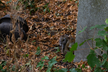 squirrel in graveyard