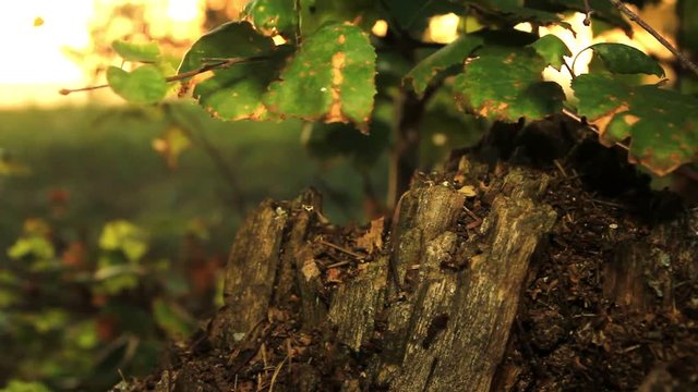 Old rotten birch stump and ants