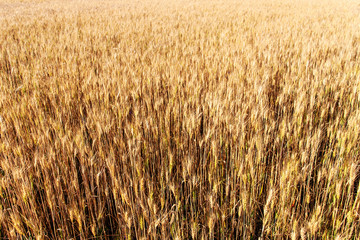 Ripe wheat field from above, natural background of agriculture. Rich harvest concept.