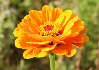 Orange blossoming zinnia with bokeh background. 