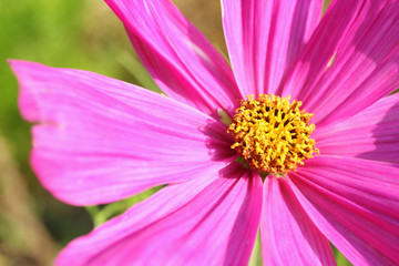 Fototapeta premium Pink blossoming cosmos from close-up. 