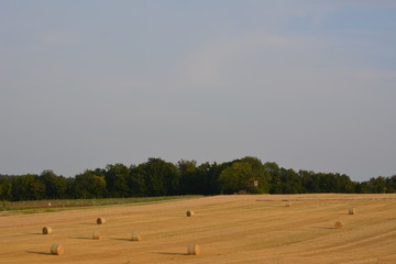 Obraz premium Feuerstein