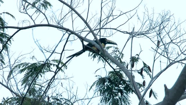 Pajaro Ave Arbol Colombia Bosque Natural Colores Verde Hojas Bird Bird Tree Colombia Natural Forest Colors Green Leaves