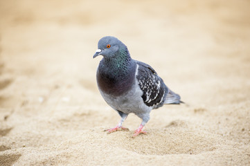 Pigeon on sand