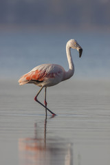 Fototapeta na wymiar Chilean flamingo in Ansenuza National Park, Cordoba, Argentina