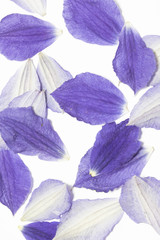 Pretty Clematis Flower and Petals on White Background