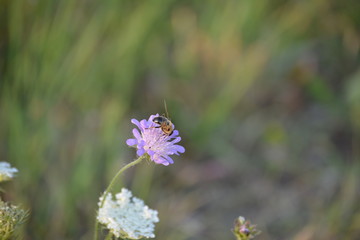 Wildblumen und Biene