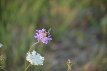 Wildblumen und Biene