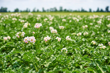 Flowering potato plants on the field on a sunny day