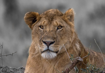 lions