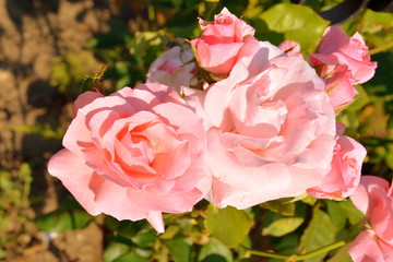 Great roses. Nice flowers in the garden in midsummer, in a sunny day. Green landscape