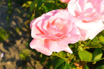 Great roses. Nice flowers in the garden in midsummer, in a sunny day. Green landscape