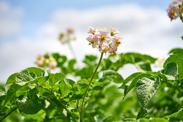 Obraz na płótnie Canvas Flowering potato plants on the field on a sunny day