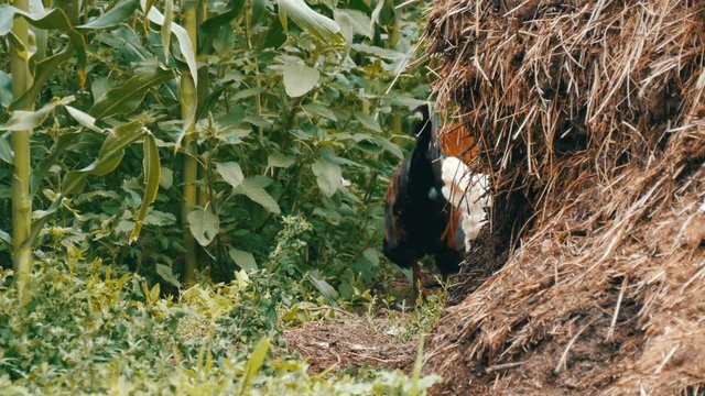Variety of chickens and roosters run around in the vegetable garden in the village near the compost pile