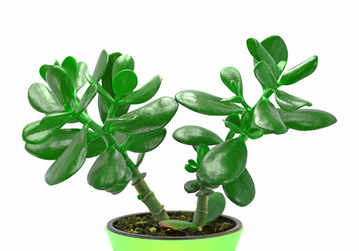 Geldbaum, Crassula ovata, im Blumentopf, isoliert