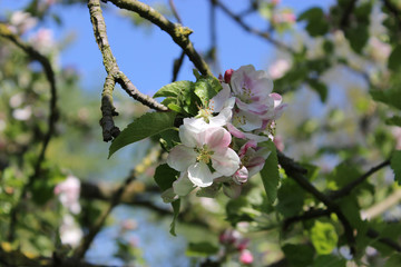 blooming Apple tree