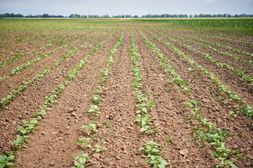 Fototapeta na wymiar Young shoots of sunflowers in rows on the soil