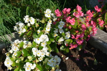 Nice flowers in the garden in midsummer, in a sunny day. Green landscape