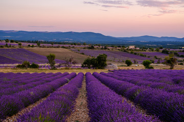 Plakat Champ de lavande, coucher de soleil. Ferrassières, Provence, France. 